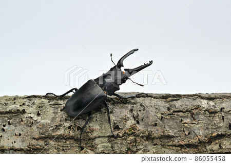 Girafanokogirikuwagata 80mm 86055458