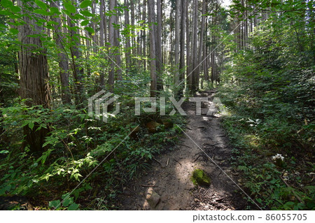 位於宮城縣仙台市的天然紀念物青葉山的青葉之森綠地。 86055705