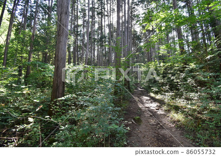 It is Aoba no Mori Ryokuchi in Aobayama, a natural monument in Sendai City, Miyagi Prefecture. 86055732