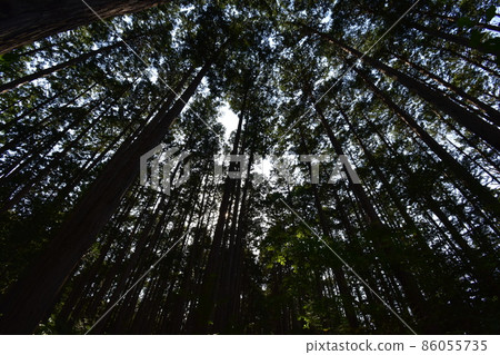 位於宮城縣仙台市的天然紀念物青葉山的青葉之森綠地。 位於宮城縣仙台市的天然紀念物青葉山的青葉之森綠地。 86055735