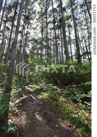 It is Aoba no Mori Ryokuchi in Aobayama, a natural monument in Sendai City, Miyagi Prefecture. 86055753