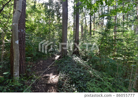 It is Aoba no Mori Ryokuchi in Aobayama, a natural monument in Sendai City, Miyagi Prefecture. It is Aoba no Mori Ryokuchi in Aobayama, a natural monument in Sendai City, Miyagi Prefecture. 86055777