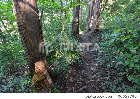 It is Aoba no Mori Ryokuchi in Aobayama, a natural monument in Sendai City, Miyagi Prefecture. It is Aoba no Mori Ryokuchi in Aobayama, a natural monument in Sendai City, Miyagi Prefecture. 86055796