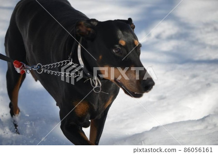 雪地裡的杜賓犬 86056161