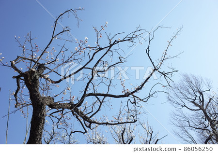 White plum White plum 86056250