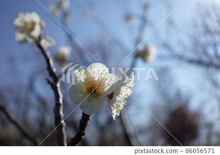 White plum White plum 86056571