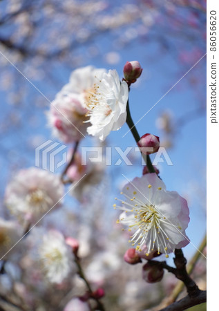White plum White plum 86056620