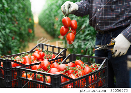 Ripe red tomatoes in the farmers hand Ripe red tomatoes in the farmers hand 86056973