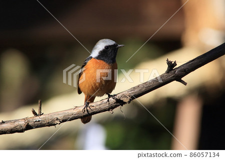 Male of Giubitaki Male of Giubitaki 86057134