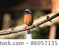 Daurian Redstart的橙色腹部 86057135