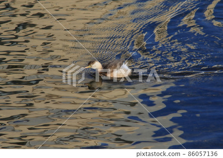 海浪中的小鯡魚 海浪中的小鯡魚 86057136