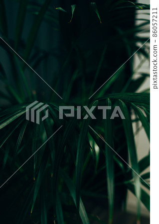House plant in dark green stands in an apartment House plant in dark green stands in an apartment 86057211