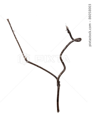 藤蔓枯枝材料 86058003