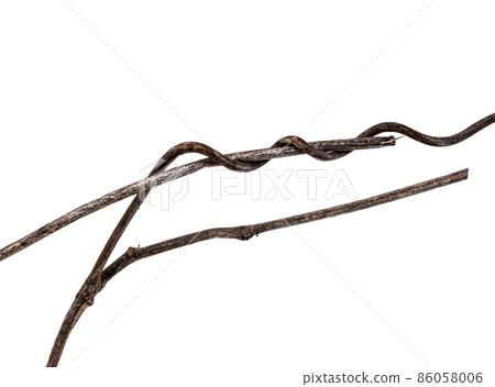 Dead branch material of vines 86058006