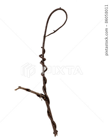 Dead branch material of vines 86058011