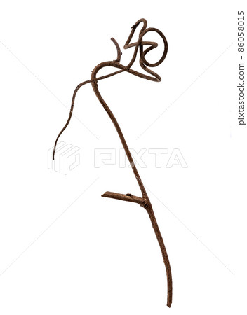 Dead branch material of vines Dead branch material of vines 86058015