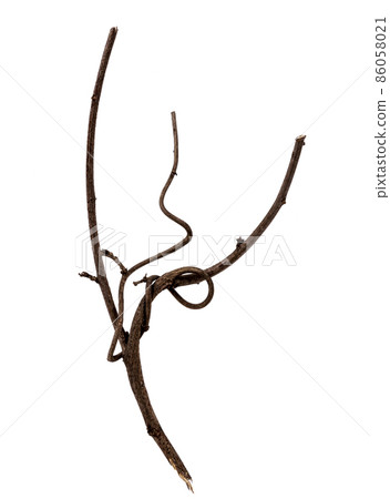 Dead branch material of vines 86058021