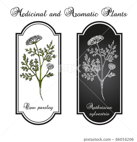 Cow parsley or wild chervil anthriscus sylvestris , medicinal plant Cow parsley or wild chervil anthriscus sylvestris , medicinal plant 86058206