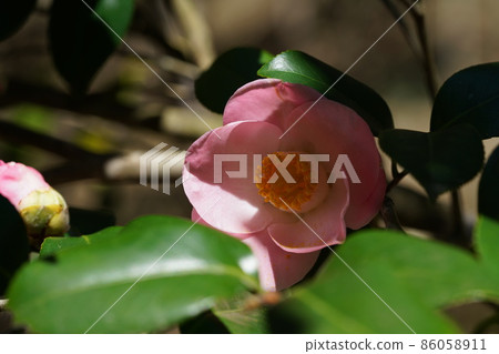 Red ginkgo 86058911