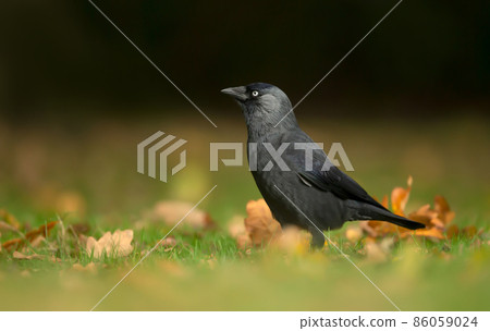 Close up of a Jackdaw on grass in autumn 86059024