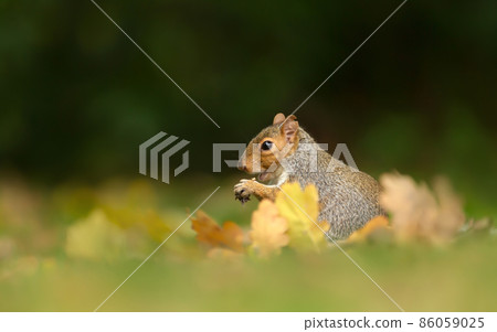 Close up of a cute grey squirrel sitting on grass in autumn 86059025