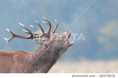 Portrait of a red deer stag calling during rutting season on a misty autumn morning Portrait of a red deer stag calling during rutting season on a misty autumn morning 86059026