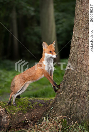 Red fox looking out behind a tree in a forest 86059027