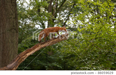 Red fox climbing on a wooden branch 86059029