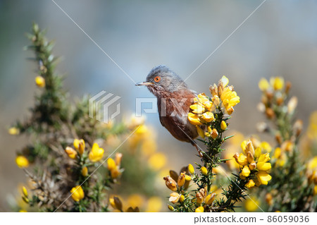 Close up of a Dartford warbler perched on a gorse Close up of a Dartford warbler perched on a gorse 86059036