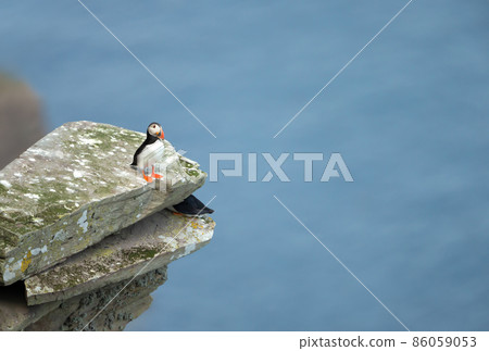 Atlantic puffin standing on a rock Atlantic puffin standing on a rock 86059053