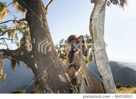 Close up of a baby Gelada monkey sitting in a tree Close up of a baby Gelada monkey sitting in a tree 86059081
