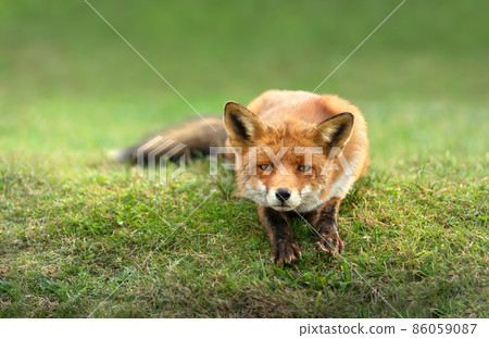 Close up of a red fox lying on green grass 86059087