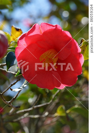 Red ginkgo 86059164