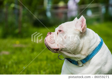 White color male American Bully dog profile portrait on green grass White color male American Bully dog profile portrait on green grass 86059271