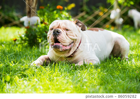Portrait of strong-looking White American Bulldog outdoors Portrait of strong-looking White American Bulldog outdoors 86059282