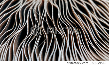 The aglais io butterfly of the nymphalidae family sits on a juniper in windy weather and flaps its wings 86059568