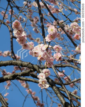A series of plum blossoms 86059608