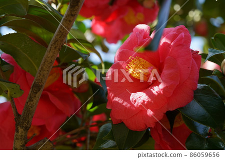 Red ginkgo 86059656