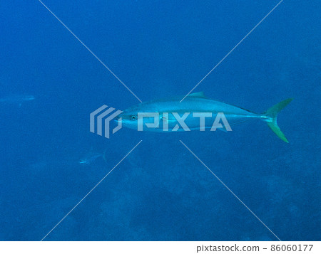 水下攝影（黃尾） 86060177