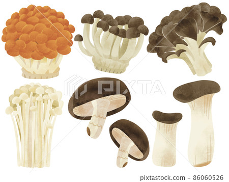 Assortment of 6 kinds of mushrooms Hand-drawn illustration 86060526