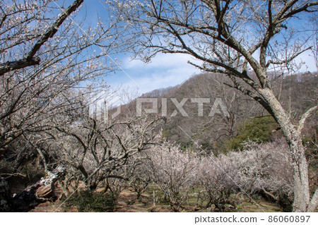 Kannabe-cho, Fukuyama City, Hiroshima Prefecture, a famous place for plum blossoms, Yorodani Umebayashi 86060897