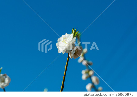 長野縣阿智村花桃之裡 長野縣阿智村花桃之裡 86060973