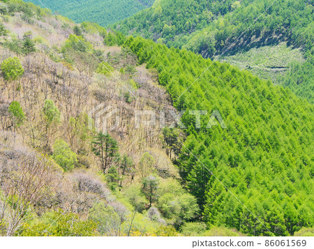 春林，人工林與天然林的分界線 86061569