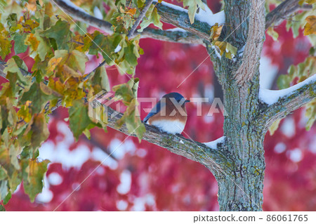 Bluebird in winter tree with red fall tree in background 86061765