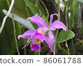 Purple cattleya labiata orchid flower on blurred green leaves and plants background 86061788