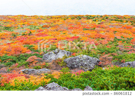 Autumn leaves of Mt. Kurikoma 86061812