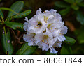 Hakusan rhododendron 86061844