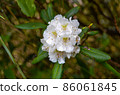 Hakusan rhododendron 86061845