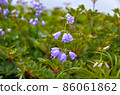 Hakusan Shaddin 86061862