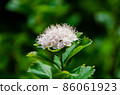 Marubasimotsuke 86061923